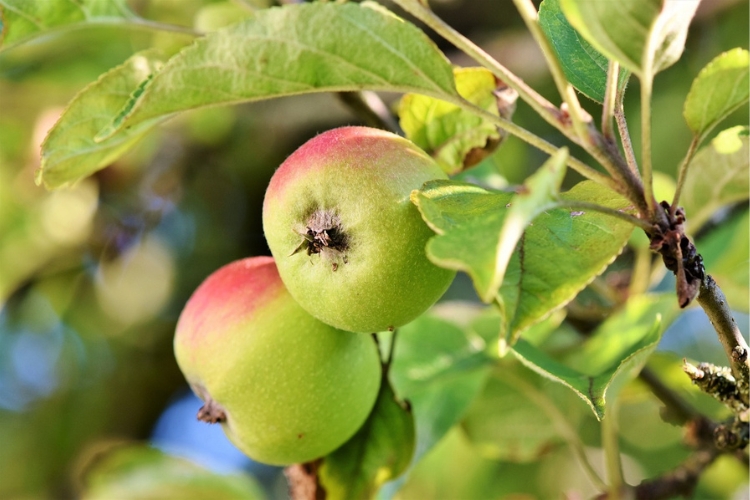 Fruit Orchards / Storage
