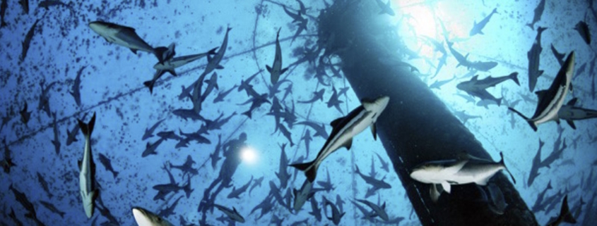 Aquaculture and Fish Farming