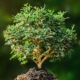 Gas Systems Environmental Impact